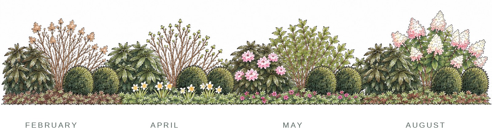 The same garden bed drawn four times, in February, April, May and August